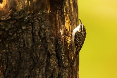 short-toed treecreeper (Certhia brachydactyla) looking for food on an old log