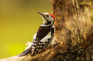 Great spotted woodpecker Dendrocopos major on the old trunk