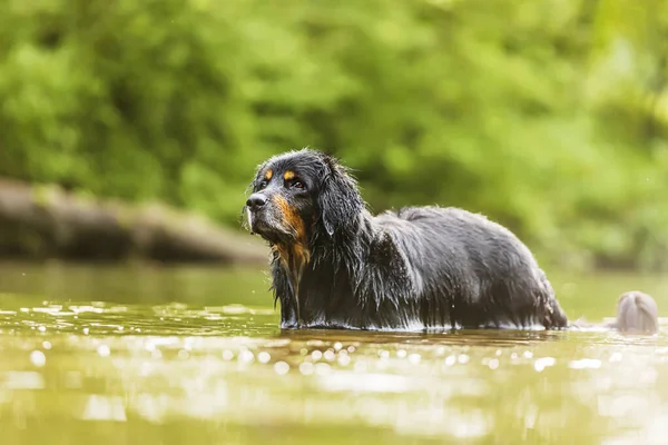 Dog Hovawart Gold Black Cool River Hot Day — Stockfoto