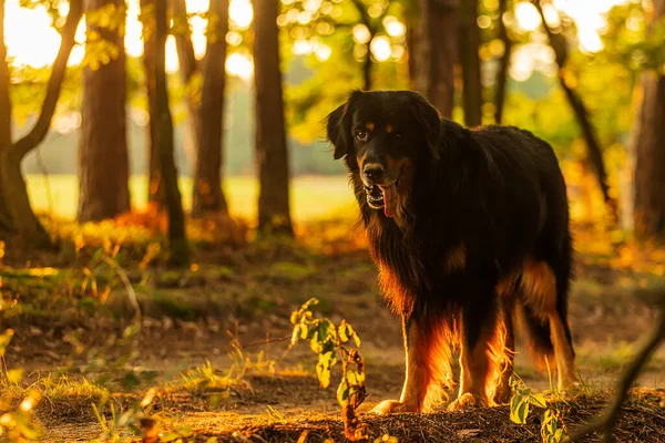dog hovawart gold and black with backlight in the forest in the afternoon