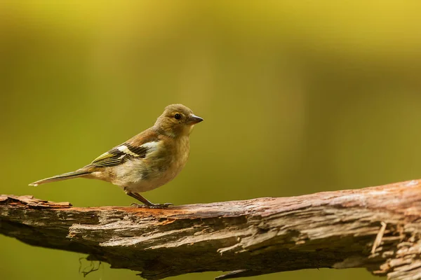 Closeup Small Bird Daytime — Stockfoto