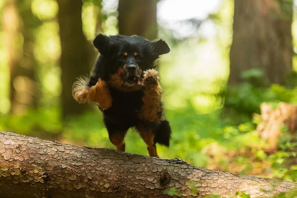 Netter Hund Auf Dem Rasen — Stockfoto