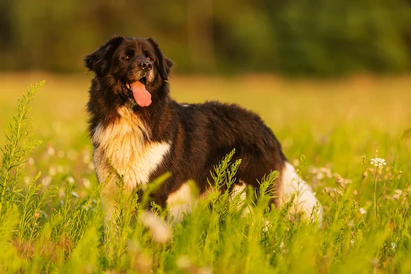 Schattig Hond Het Gazon Portret — Stockfoto