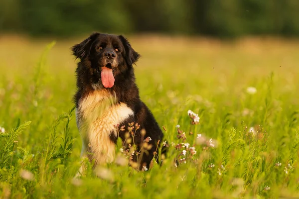 芝生の上で可愛い犬が — ストック写真