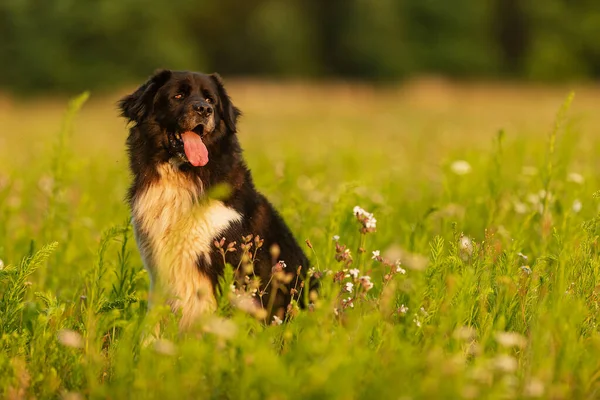 Söt Hund Gräsmattan Porträtt — Stockfoto