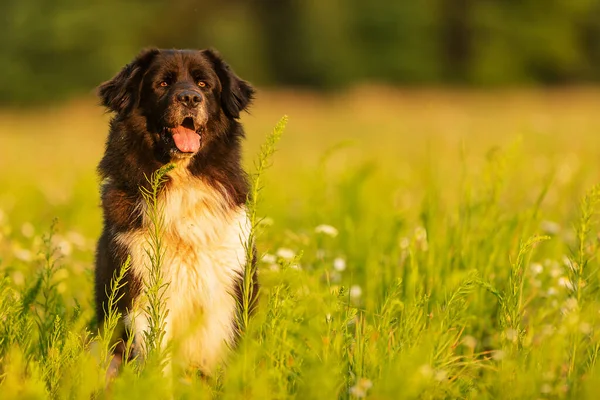 芝生の上で可愛い犬が — ストック写真