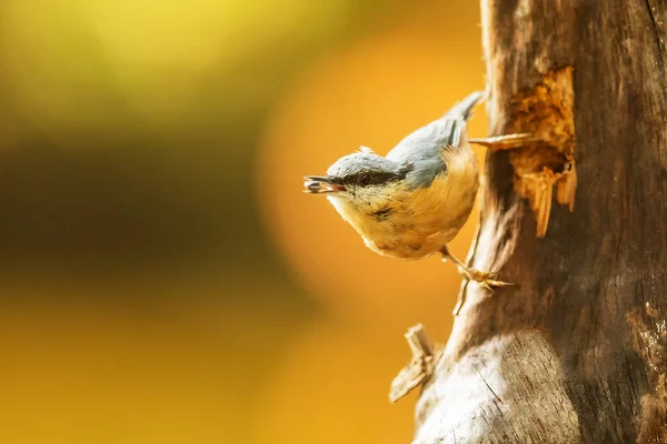 Tit Park Wild — Stock Photo, Image