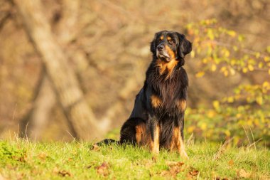 Dog hovawart gold and black portrait in autumn forest