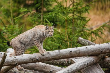 Avrasya vaşağı, Lynx vaşak, vahşi doğada.