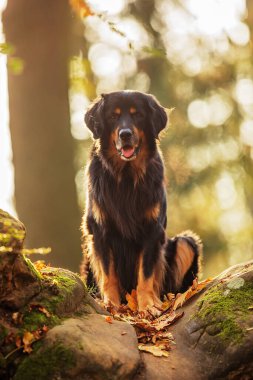 Dog hovawart gold and black portrait in autumn forest