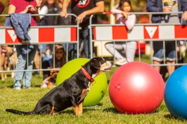 PRAG, CZECHIA-28 Eylül 2019 Uluslararası Hayvan Günü 'nü kutluyoruz. Entlebucher Dağ Köpeğinin Gösterisi.