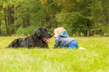 Küçük çocuk ve köpek Hovawart
