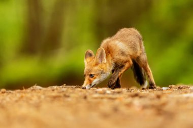 cube red fox (Vulpes vulpes) a curious young  animal