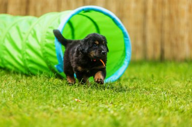 Siyah ve altın rengi Hovie, köpek Hovawart Köpek bahçesinde çekilmiş şirin köpek yavrusu