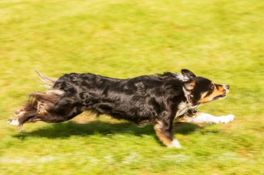 PRAG, CZECHIA-28 Eylül 2019 Uluslararası Hayvan Günü 'nü kutluyoruz. Köpeğin gösterisi.