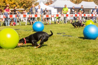 PRAG, CZECHIA-28 Eylül 2019 Uluslararası Hayvan Günü 'nü kutluyoruz. Entlebucher Dağ Köpeğinin Gösterisi.