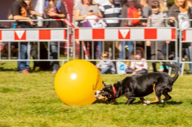 PRAG, CZECHIA-28 Eylül 2019 Uluslararası Hayvan Günü 'nü kutluyoruz. Entlebucher Dağ Köpeğinin Gösterisi.