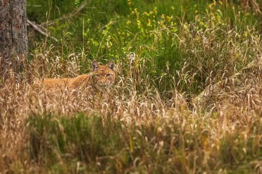 Avrasya vaşağı, Lynx vaşak, vahşi doğada.