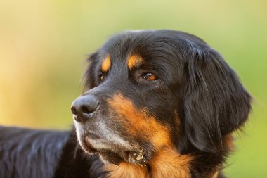 Dog hovawart gold and black portrait in autumn forest