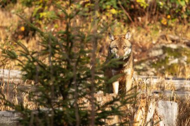 Erkek Avrasya kurdu, Sonbahar Ormanı 'nda köpek lupus.