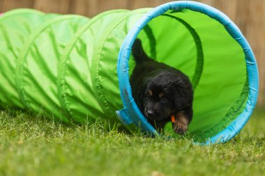 Siyah ve altın rengi Hovie, köpek Hovawart Köpek bahçesinde çekilmiş şirin köpek yavrusu