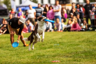 PRAGUE, Çek Cumhuriyeti - 28 Eylül 2019 Uluslararası Hayvan Günü 'nü kutluyoruz. Köpeğin gösterisi.