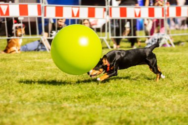 PRAG, CZECHIA-28 Eylül 2019 Uluslararası Hayvan Günü 'nü kutluyoruz. Entlebucher Dağ Köpeğinin Gösterisi.