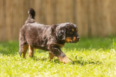 Siyah ve altın rengi Hovie, köpek Hovawart Köpek bahçesinde çekilmiş şirin köpek yavrusu