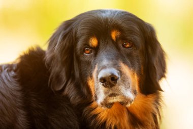 Sevimli köpek portre açık havada