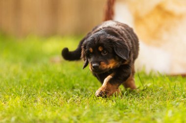 Siyah ve altın rengi Hovie, köpek Hovawart Köpek bahçesinde çekilmiş şirin köpek yavrusu