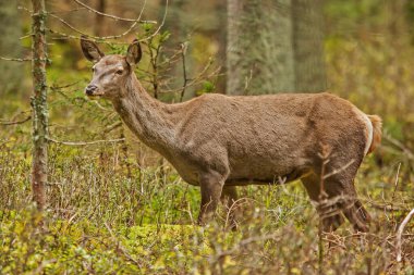 Kızıl geyik, Cervus elaphus, güzel ceylan.