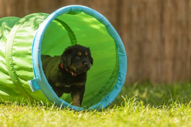 Siyah ve altın rengi Hovie, köpek Hovawart Köpek bahçesinde çekilmiş şirin köpek yavrusu