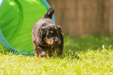 Siyah ve altın rengi Hovie, köpek Hovawart Köpek bahçesinde çekilmiş şirin köpek yavrusu