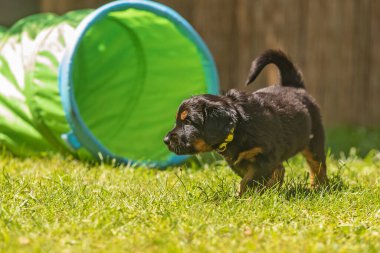 Siyah ve altın rengi Hovie, köpek Hovawart Köpek bahçesinde çekilmiş şirin köpek yavrusu