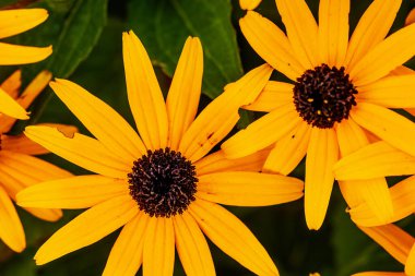 Güzel çiçekler, bitkiler, kapatın.