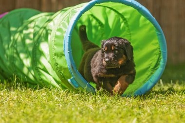 Siyah ve altın rengi Hovie, köpek Hovawart Köpek bahçesinde çekilmiş şirin köpek yavrusu