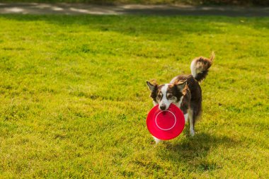 PRAG, CZECHIA-28 Eylül 2019 Uluslararası Hayvan Günü 'nü kutluyoruz. Köpeğin gösterisi.