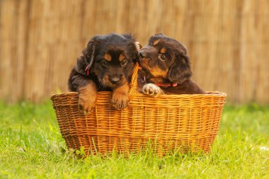 Siyah ve altın Hovie, köpek Hovawart Tahta bir sandıkta dört sevimli köpek yavrusu