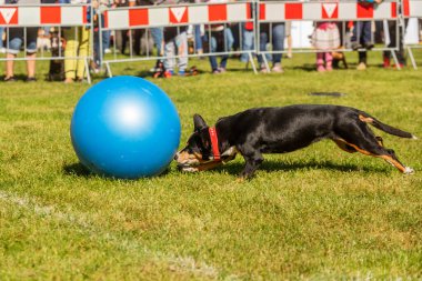 PRAG, CZECHIA-28 Eylül 2019 Uluslararası Hayvan Günü 'nü kutluyoruz. Entlebucher Dağ Köpeğinin Gösterisi.