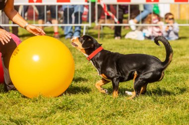 PRAG, CZECHIA-28 Eylül 2019 Uluslararası Hayvan Günü 'nü kutluyoruz. Entlebucher Dağ Köpeğinin Gösterisi.