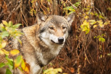 Erkek Avrasya kurdu, Sonbahar Ormanı 'nda köpek lupus.