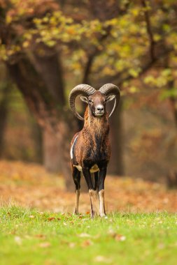 Avrupa mouflon (Ovis aries musimon)