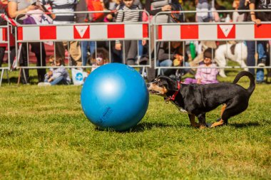 PRAG, CZECHIA-28 Eylül 2019 Uluslararası Hayvan Günü 'nü kutluyoruz. Entlebucher Dağ Köpeğinin Gösterisi.