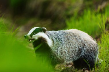 old European badger in wild