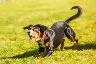 PRAG, CZECHIA-28 Eylül 2019 Uluslararası Hayvan Günü 'nü kutluyoruz. Entlebucher Dağ Köpeğinin Gösterisi.