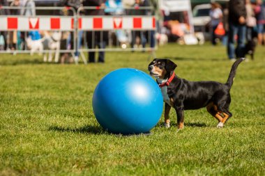 PRAG, CZECHIA-28 Eylül 2019 Uluslararası Hayvan Günü 'nü kutluyoruz. Entlebucher Dağ Köpeğinin Gösterisi.