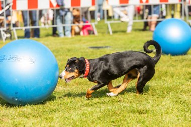 PRAG, CZECHIA-28 Eylül 2019 Uluslararası Hayvan Günü 'nü kutluyoruz. Entlebucher Dağ Köpeğinin Gösterisi.