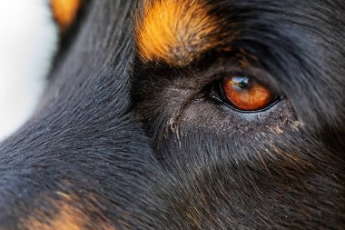 Sevimli köpek portre açık havada