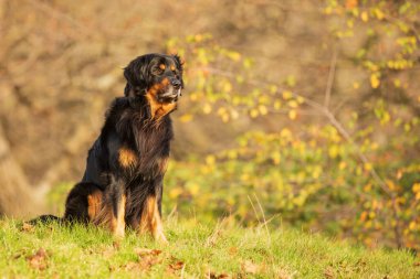Dog hovawart gold and black portrait in autumn forest
