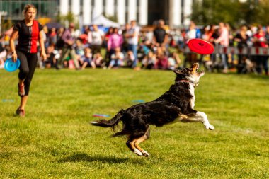PRAGUE, Çek Cumhuriyeti - 28 Eylül 2019 Uluslararası Hayvan Günü 'nü kutluyoruz. Köpeğin gösterisi.